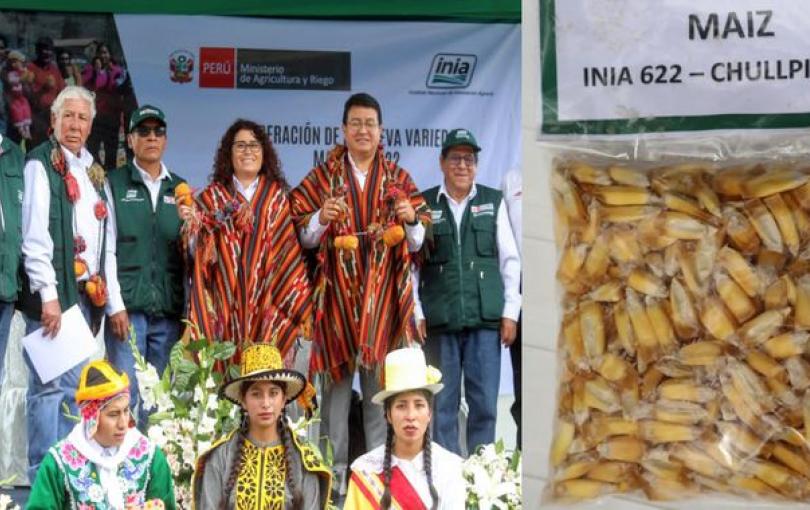 Agricultura entrega nueva variedad de maíz que duplicará producción en Cusco Agricultura entrega nueva variedad de maíz que duplicará producción en Cusco.
