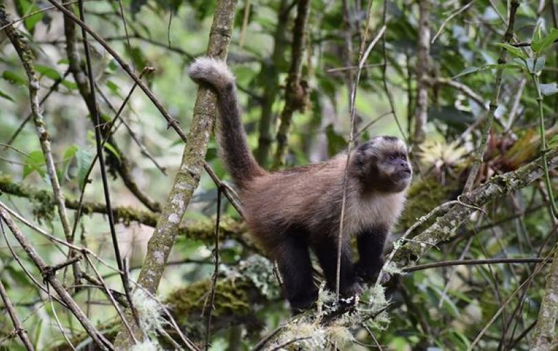 Mono capuchino de cabeza negra es el nuevo habitante de Machu Picchu Mono capuchino avistado en Machu Picchu por vez primera.