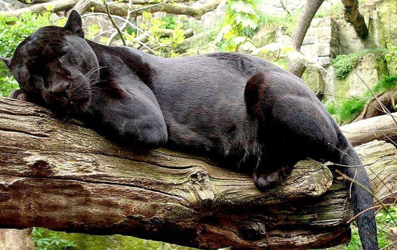 Cámaras trampa captan un jaguar negro en plena selva de Cusco Cámaras trampa captan un jaguar negro en plena selva de Cusco