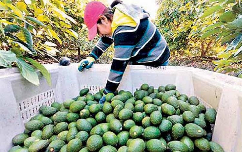 Cusco exportó al extranjero 29 toneladas de Palta Hass a inicios de año Palta de Limatambo Cusco