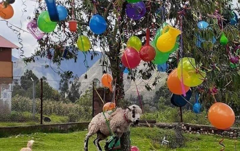 Maltrato animal en Cusco en una Yunsa que indigna a miles de usuarios El hecho se viralizó en las redes sociales y causó indignación.
