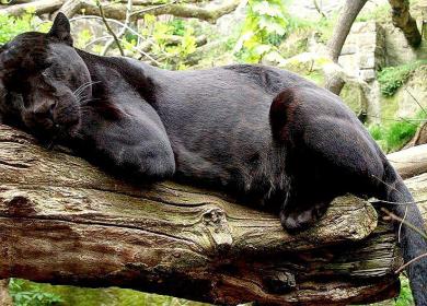 Cámaras trampa captan un jaguar negro en plena selva de Cusco