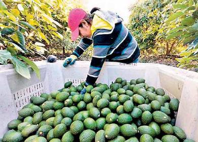 Palta de Limatambo Cusco