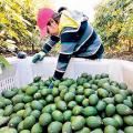 Palta de Limatambo Cusco